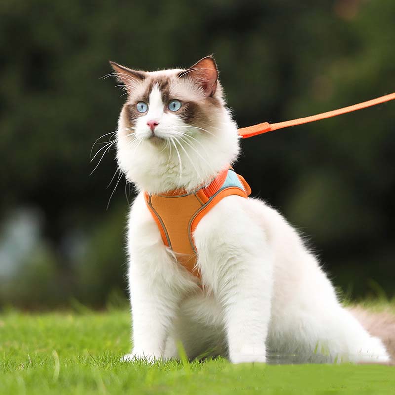 🐱Odblaskowa uprząż i smycz dla kota zapobiegające ucieczce✨