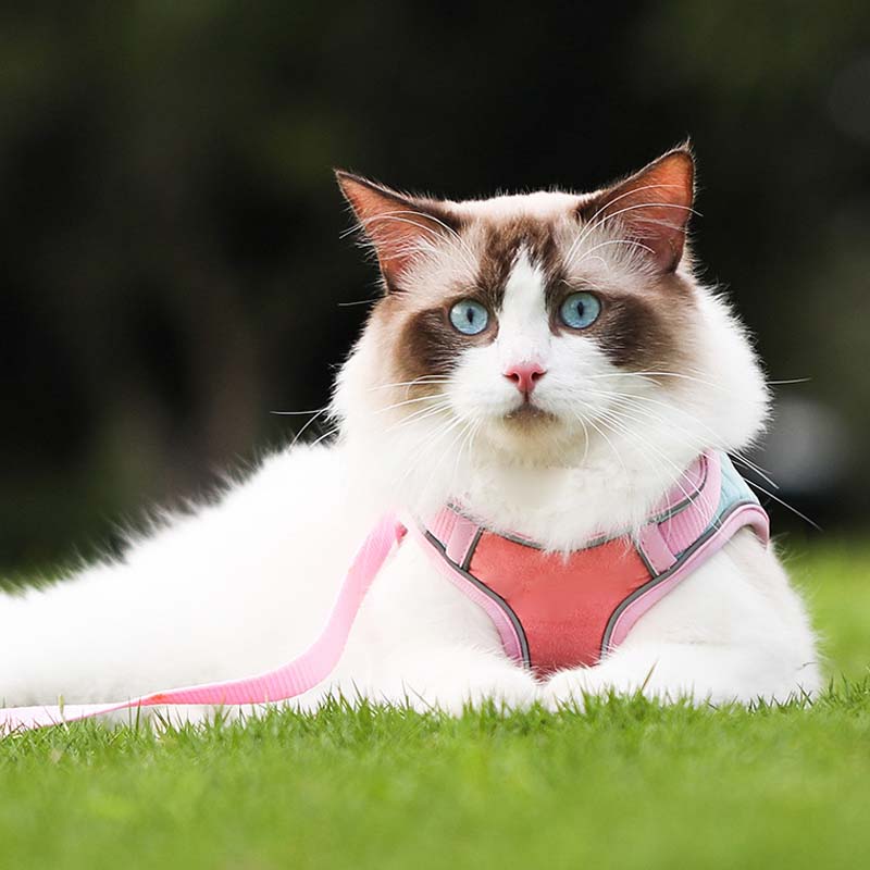 🐱Odblaskowa uprząż i smycz dla kota zapobiegające ucieczce✨