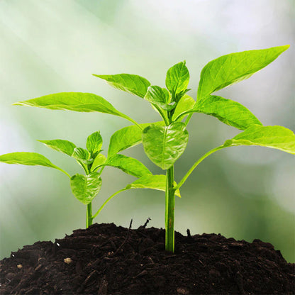 🌱 🔥 3 v 1: analizator tal z jasnim zaslonom 🌿